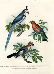 Rollier pourpre, 1864